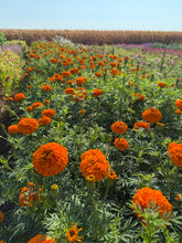 Load image into Gallery viewer, September Flower Subscription
