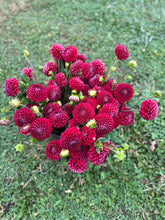 Load image into Gallery viewer, Dahlia Tuber Starter Pack
