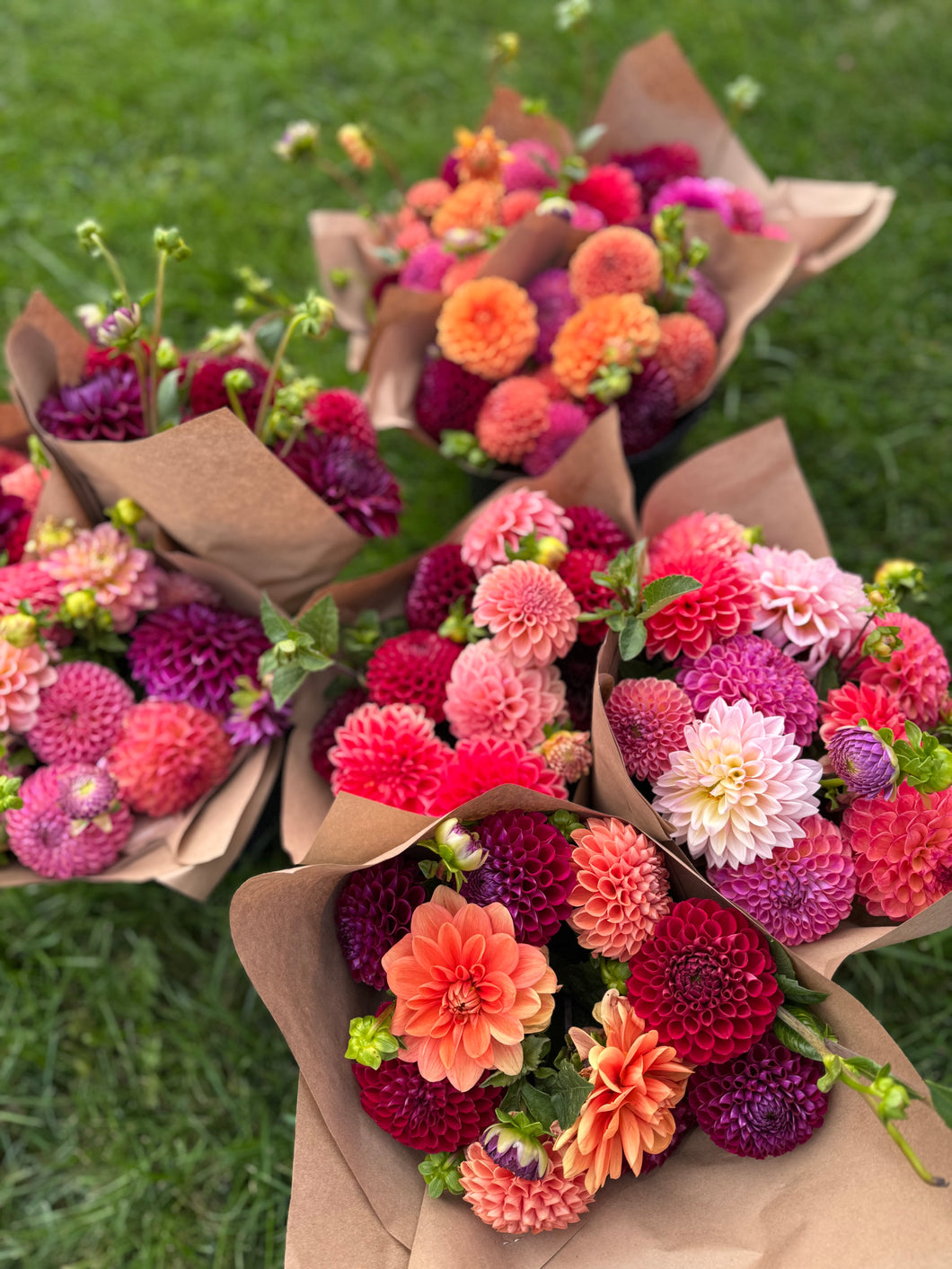 Dahlia CSA Subscription
