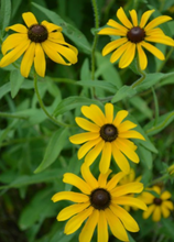 Load image into Gallery viewer, Plant Starts - Native Plants
