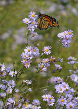 Load image into Gallery viewer, Plant Starts - Native Plants
