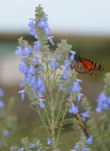 Load image into Gallery viewer, Plant Starts - Native Plants
