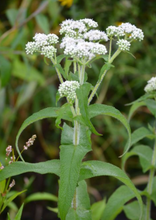 Load image into Gallery viewer, Plant Starts - Native Plants
