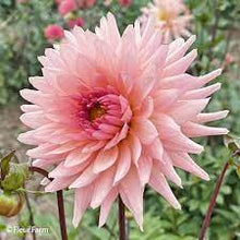 Load image into Gallery viewer, Preference Dahlia Tuber
