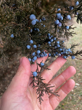 Load image into Gallery viewer, Juniper - Herbal Cocktail Bitters
