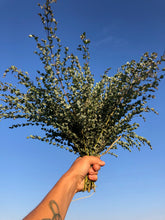 Load image into Gallery viewer, Eucalyptus Salve
