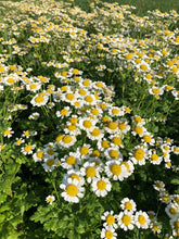 Load image into Gallery viewer, Feverfew - Dried Herb

