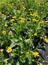 Load image into Gallery viewer, Arnica Salve - Wholesale
